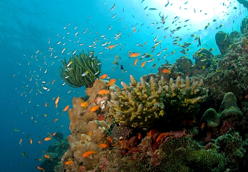The_Coral_Reef_at_the_Andaman_Islands